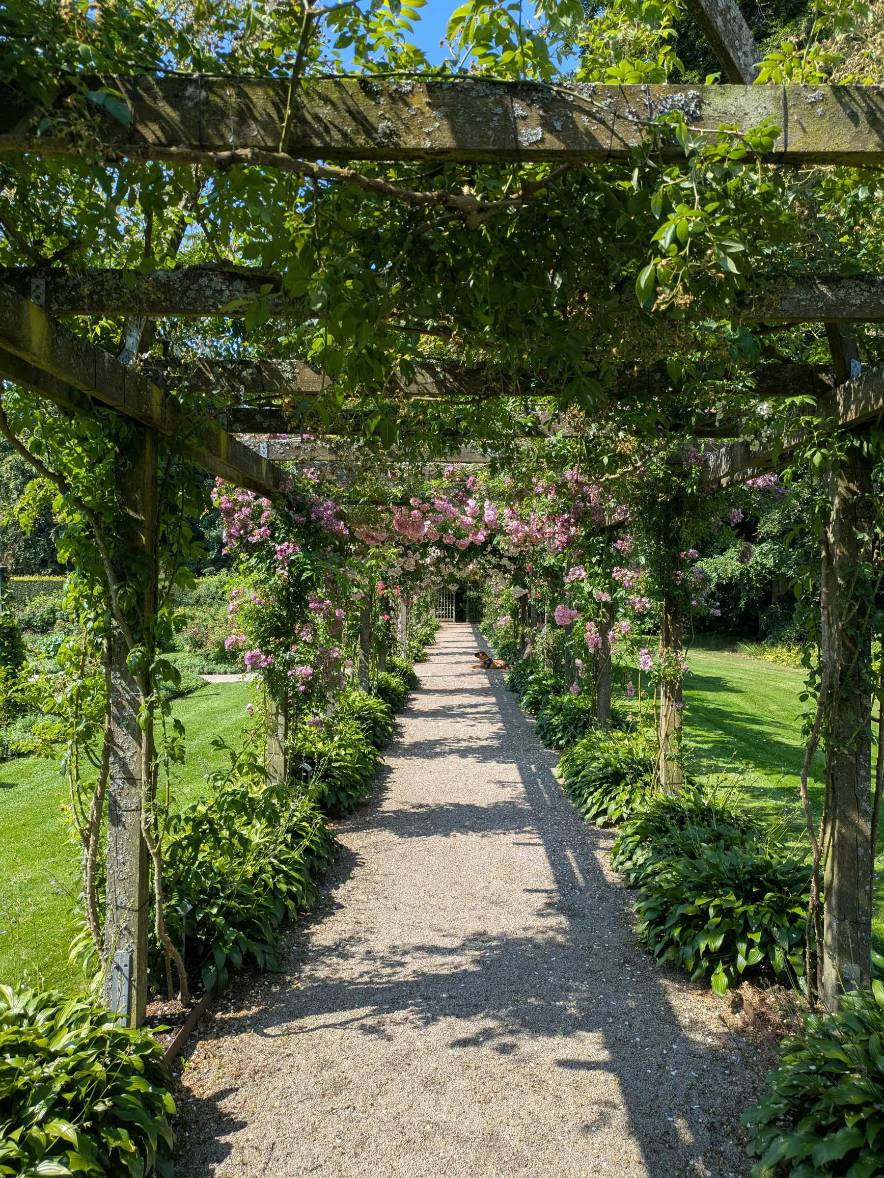 Allée pergola plantation